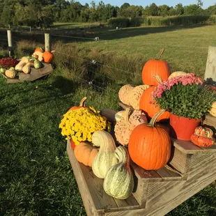 Harvest display at Chester Springs Creamery. http://www.milkywayfarm.com/