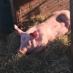 Watch the pigs at Chester Springs Creamery. http://www.milkywayfarm.com/