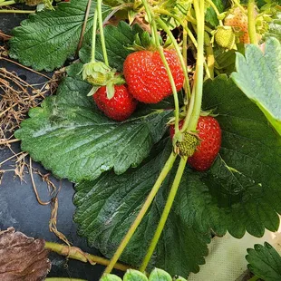 strawberries growing in a container