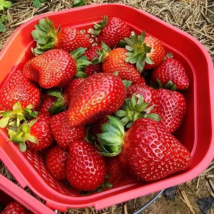 a red bucket full of strawberries