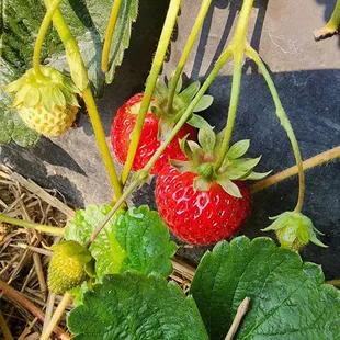 strawberries growing on the plant