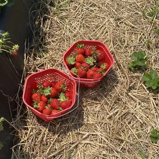 two baskets of strawberries
