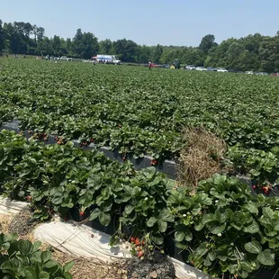 rows of ripe strawberries