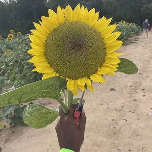 My free sunflower