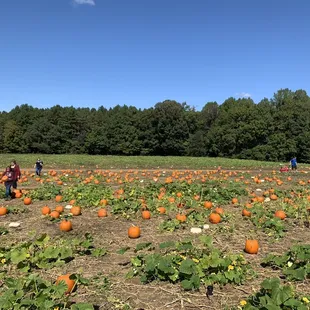 Beautiful pumpkin field