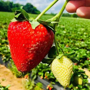 a hand holding a strawberry