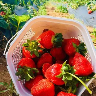 a basket of strawberries