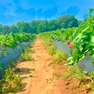 rows of crops growing in rows