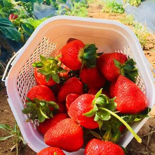 a basket of strawberries
