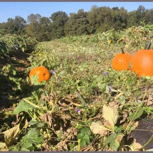 Picking out a pumpkin! Or three! : ) 9/23/17.