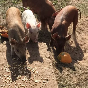 Pig races were a huge hit