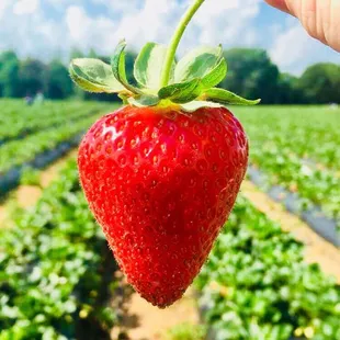 a hand holding a strawberry