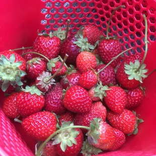 21 June, strawberries still going strong with loads of green berries and blossoms on the plants. Fields are alternated.