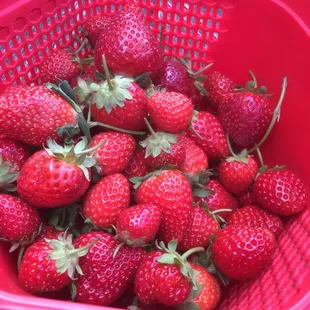 21 June, strawberries still going strong with loads of green berries and blossoms on the plants. Fields are alternated.