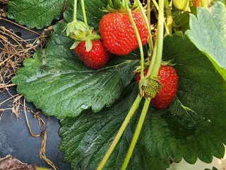 Chesterfield Berry Farm