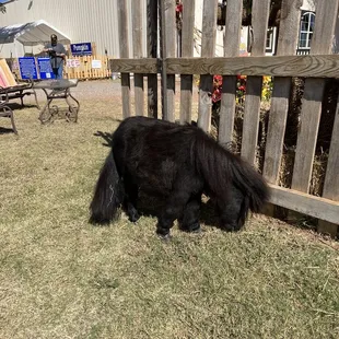 Punmkin the worlds smallest horse
