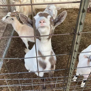 Sweet little goat. I think she was blind, but loved being petted!