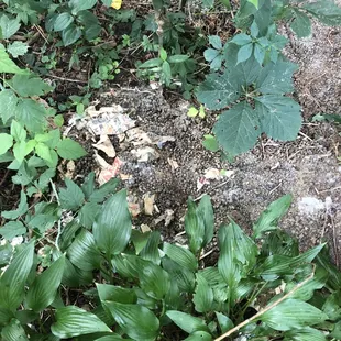 animal feces around tree near the house