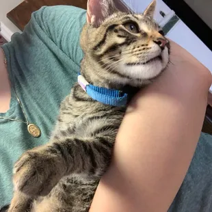 William: 12 weeks, neutered, sibling to Lily and ready for adoption!