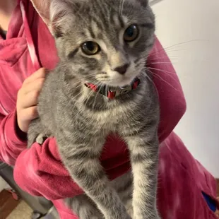 Lily: 12 weeks, sibling to William and ready to be adopted!