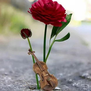 a violin and a rose