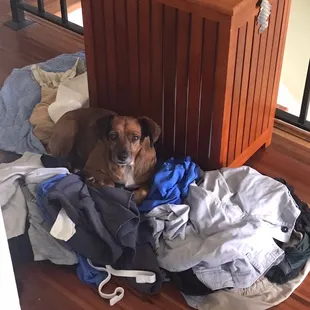 Dorothy helping with the laundry!