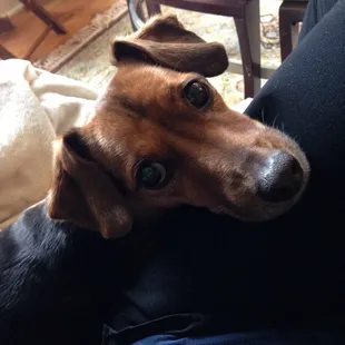 The pup, Ollie