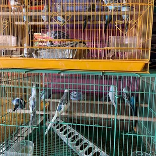 Love these birds there so beautiful I got 2 and I got them for such a good price with a cage love this store