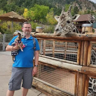 Are dogs meeting giraffes for the first time