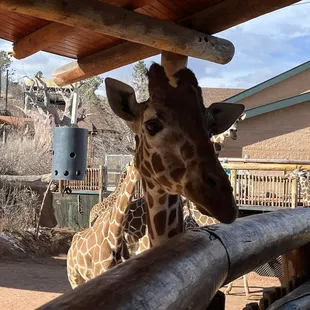 Giraffe feeding station