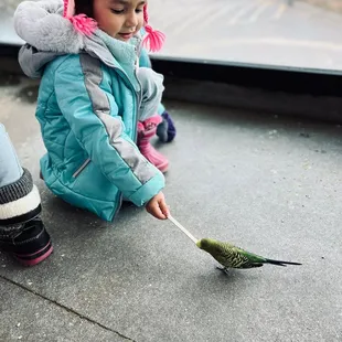 Bird Feeding