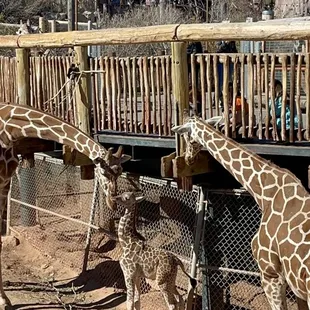 Sweet giraffes