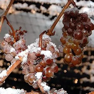 Icy grapes for Eiswein.