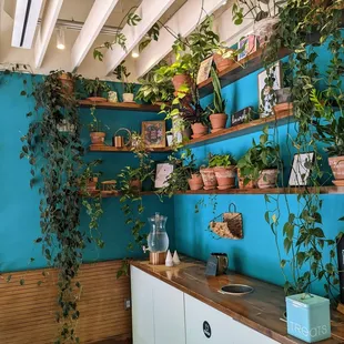Plant wall and water station