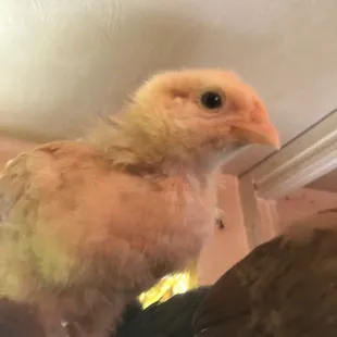 This is a BLONDE BUFF!!! Beautiful sweetheart! And crazy!  "BLONDE" from the band BLONDE!