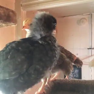 Nina Simone.. has been lucky! Ask for details!!