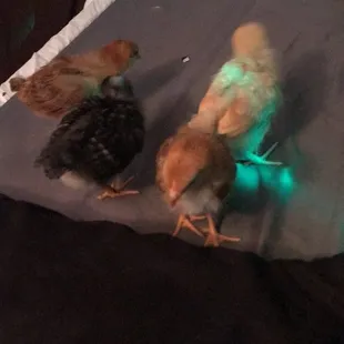 Disco night was a fun time we played all types of music and watched their reactions and learned what they didn't like!! Lol