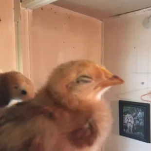 Long Island red! "LENDSY LOHEN"