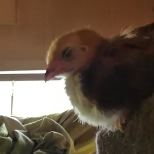 Long Island red  "LUCILLE BALL ( Lucy )