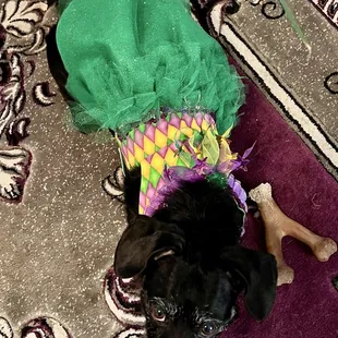 Poppy in her 2025 gown.
