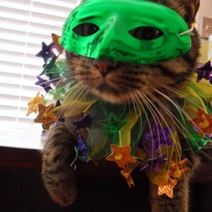 Our Cat Ready for Mardi Gras!