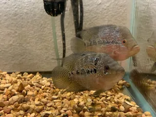 N O East Pet Supply