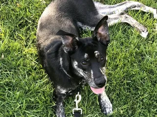 Zeus’ Rescues