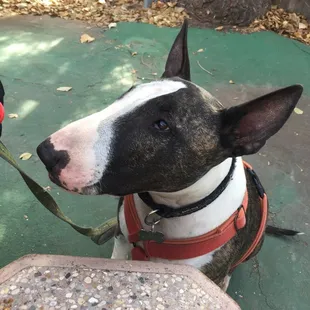 Great all beef hotdogs! Harley-tested, Harley approved! Look for the BT seal of approval on all hot dog stands.