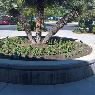 It's located off a street named after the type of tree this is. Humm?