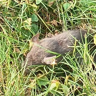 Rat in grass