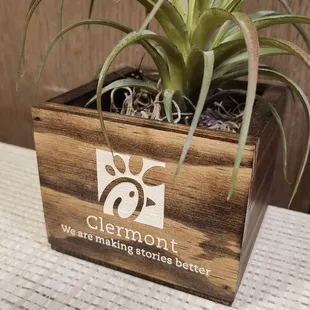 ows an air plant in a wooden planter