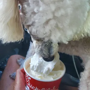 Mental note: Bonita likes the Chick-fil-a Pup cups.