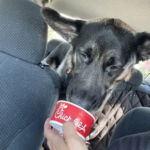 Dino enjoying his good boy treat