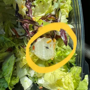 I ordered a Cobb salad and there was a fly in it.